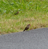 Common Waxbills